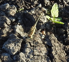 Diplacodes trivialis
