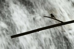 Phoenicurus fuliginosus