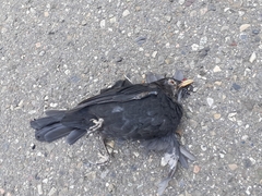 Turdus merula merula