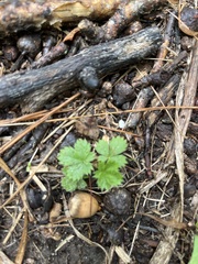 Potentilla canadensis