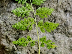 Cystopteris fragilis apiiformis