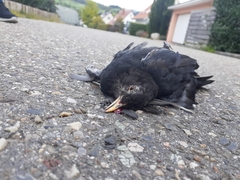 Turdus merula merula