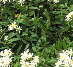 Doellingeria umbellata
