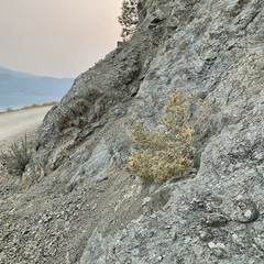 Mentzelia laevicaulis