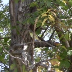 Vireo philadelphicus