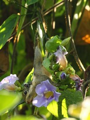 Tamiops mcclellandii