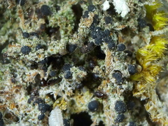 Bilimbia sabuletorum