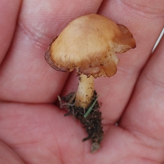 Marasmius oreades