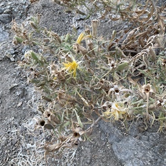 Mentzelia laevicaulis