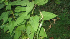 Scrophularia marilandica