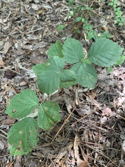 Rubus hispidus
