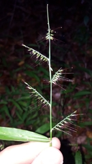 Oplismenus compositus