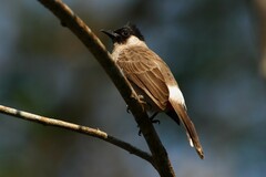 Pycnonotus aurigaster