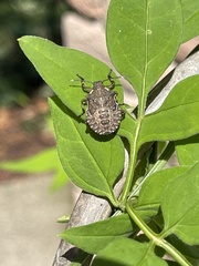 Brochymena quadripustulata
