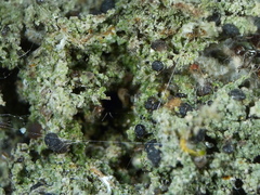 Bilimbia sabuletorum