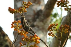 Tamiops mcclellandii