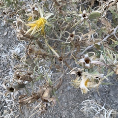 Mentzelia laevicaulis