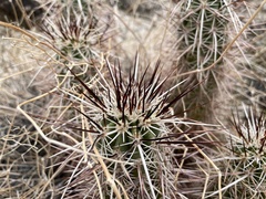 Echinocereus engelmannii engelmannii