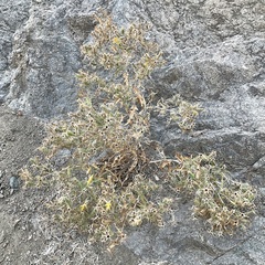 Mentzelia laevicaulis