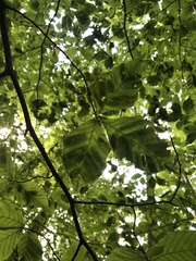 Litylenchus crenatae