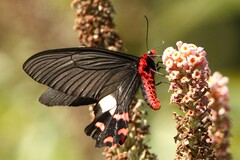 Byasa polyeuctes