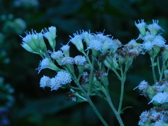 Ageratina roanensis