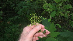 Scrophularia marilandica