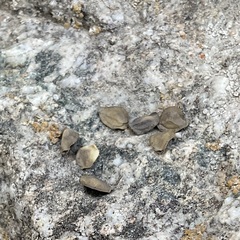 Mentzelia laevicaulis