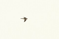 Aerodramus brevirostris