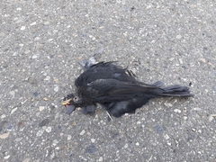 Turdus merula merula