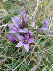 Gentianella anisodonta