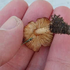 Marasmius oreades