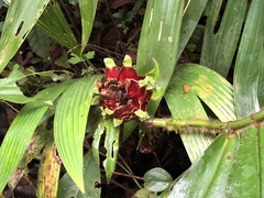 Costaceae