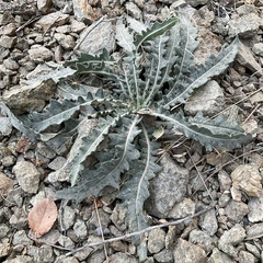 Mentzelia laevicaulis