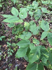 Litylenchus crenatae