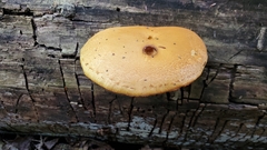 Phyllotopsis nidulans