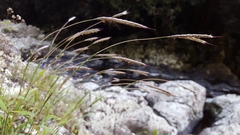 Ischaemum koleostachys