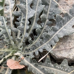 Mentzelia laevicaulis