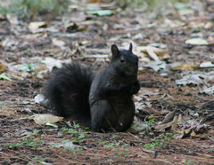 Sciurus carolinensis