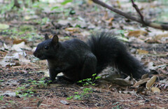 Sciurus carolinensis