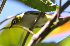 Zosterops erythropleurus