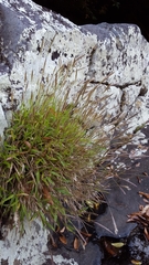 Ischaemum koleostachys