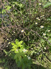 Boltonia asteroides
