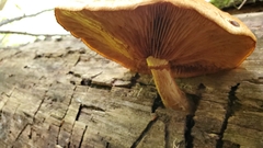 Phyllotopsis nidulans