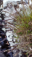 Ischaemum koleostachys