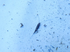 Archaeognatha