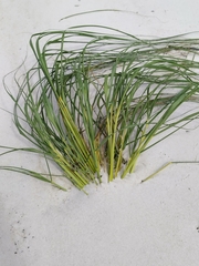 Digitaria ciliaris