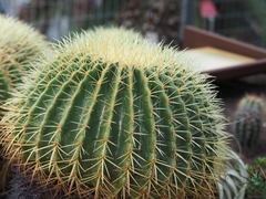 Kroenleinia grusonii