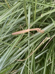 Tenodera angustipennis