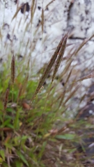 Ischaemum koleostachys
